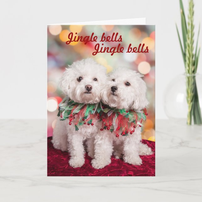 Cartão De Festividades Cutest Bichon Frise (Frente)