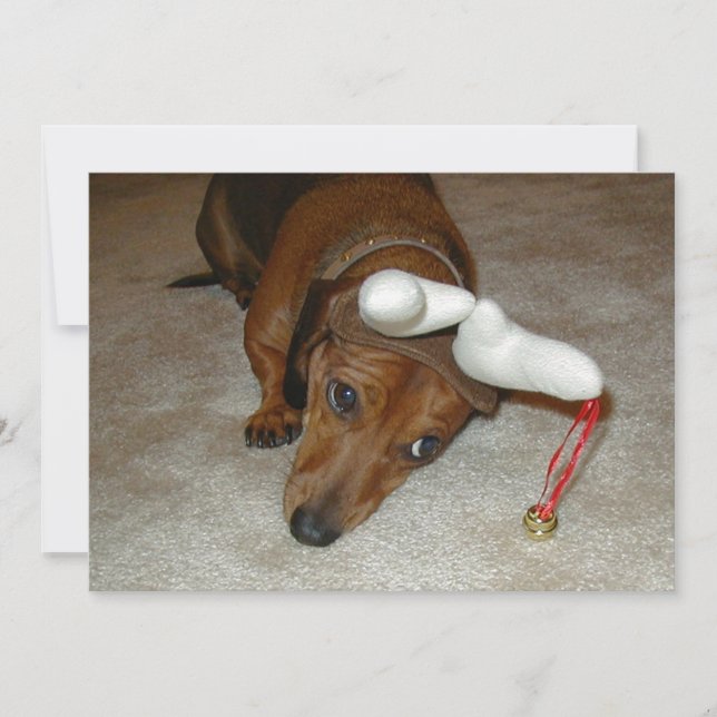 Cartão De Festividades Dachshund Christmas Card - Reluctant Reindeer (Frente)