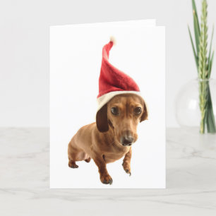 Cartão De Festividades Dachshund no chapéu do papai noel