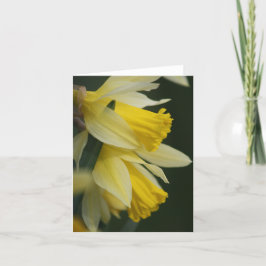 Cartão De Festividades Daffodil Card