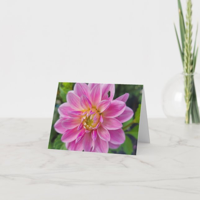 Cartão De Festividades Dahlia do Jardim Branco e Rosa (Frente)