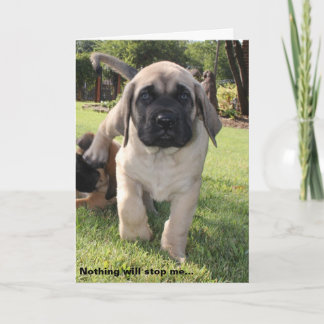 Cartão De Festividades desejo do namorados de cachorrinho mastiff inglês