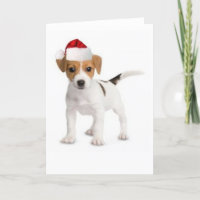Ditzy Dogs~Original Greeting Card~Jack Russell