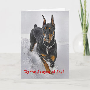 Cartão De Festividades Doberman Holiday Card Snowball Catcher