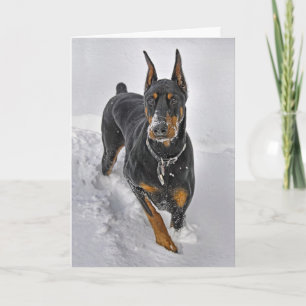 Cartão De Festividades Doberman Holiday Card Snowball Catcher