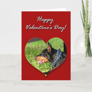 Cartão De Festividades Doberman Pinscher Valentines Day Card