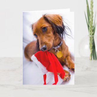 Cartão De Festividades Doce Red Long Hair Dachshund