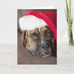 Cartão De Festividades Dog wearing Santa hat