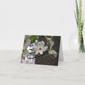 Cartão De Festividades Dogwood (Cornus florida) card