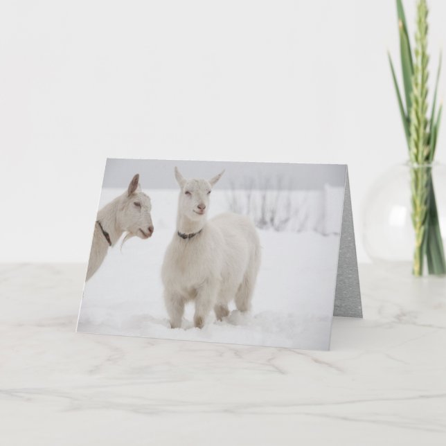 Cartão De Festividades Dois Caprinos Felizes com Colares em Pé na Neve (Frente)