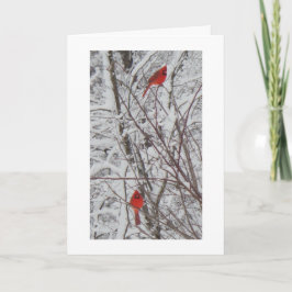 Cartão De Festividades Dois Cardinhos de Borda Branca 5x7