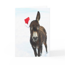 Donkey Natal