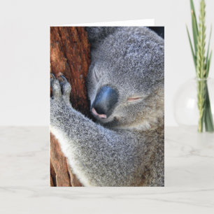 Cartão De Festividades Dormindo Koala