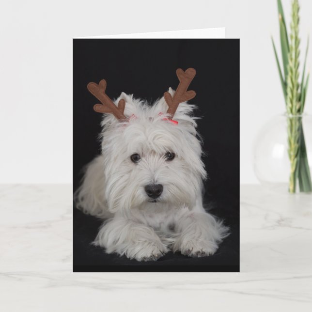 Cartão De Festividades Dreamer, o pesky westie Christmas card (Frente)