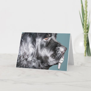 Cartão De Festividades Easter Card,Newfoundland Dog