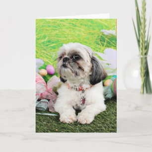 Cartão De Festividades Easter - Shih Tzu - Sophie