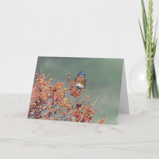 Cartão De Festividades Eastern Bluebird (Frente)