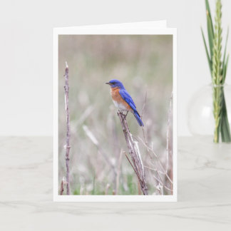 Cartão De Festividades Eastern Bluebird