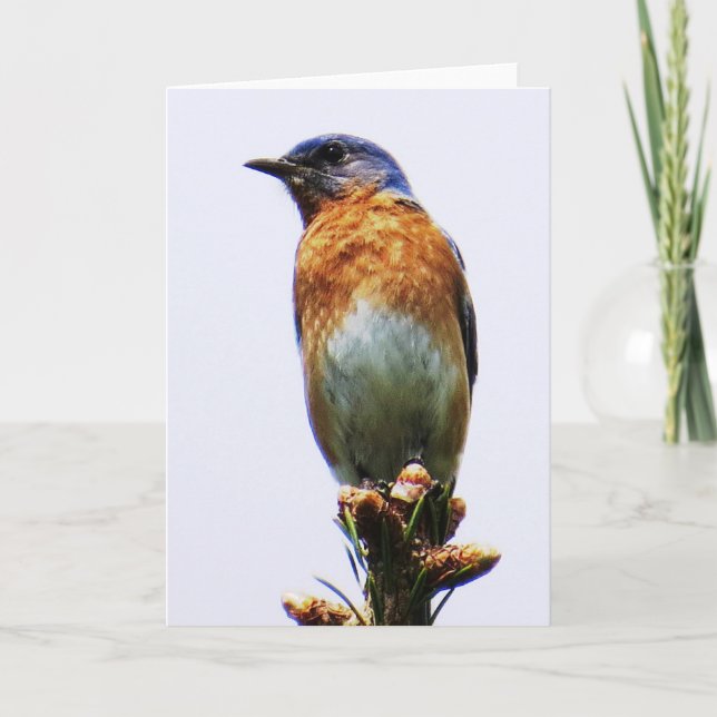 Cartão De Festividades Eastern Bluebird Greeting Card (Frente)