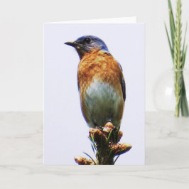 Cartão De Festividades Eastern Bluebird Greeting Card