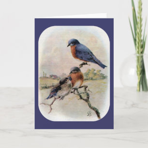 Cartão De Festividades Eastern Bluebirds with Baby Bird