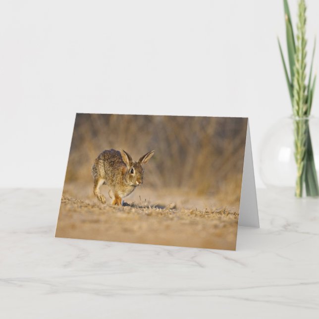 Cartão De Festividades Eastern cottontail rabbit hopping (Frente)
