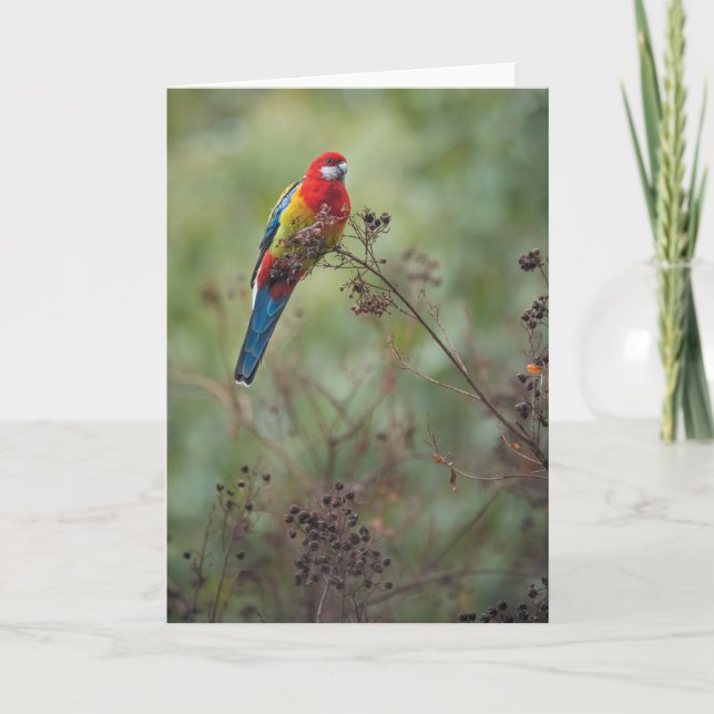 Cartão De Festividades Eastern Rosella parrot - greeting card (Frente)