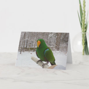 Cartão De Festividades Eclectus Parrot