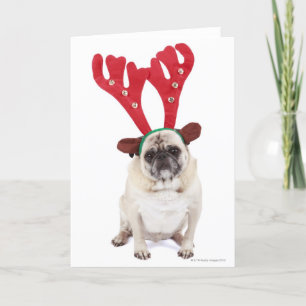 Cartão De Festividades Embarrassed looking Pug wearing Reindeer Antlers
