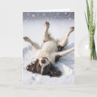 English Springer Spaniel Anjo de Neve