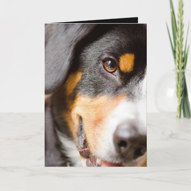 Cartão De Festividades Entlebucher - I've got my eyes on you! (Frente)
