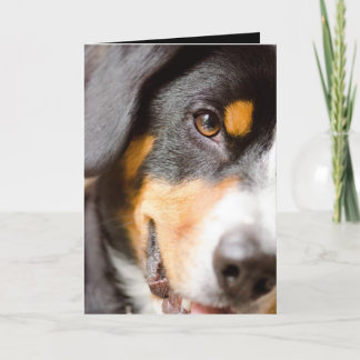 Cartão De Festividades Entlebucher - I've got my eyes on you!