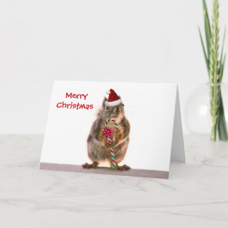 Cartão De Festividades Esquilo de Natal com Canas Doces