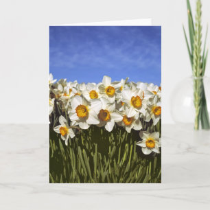 Cartão De Festividades EUA, Oregon, Vale Willamette. Daffodilos crescem