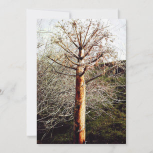 Cartão De Festividades Fábrica de Ferula Seca