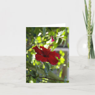 Cartão De Festividades Fada Sombra do Red Hibiscus