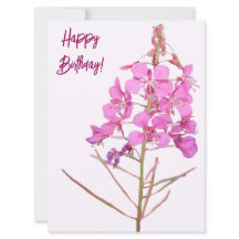 Feliz aniversário, bonito flor silvestre rosa, ros