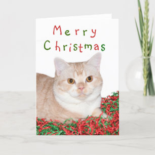 Cartão De Festividades Feliz gatinho de Natal
