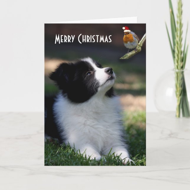 Cartão De Festividades Feliz Natal, Bebê Border Collie (Frente)