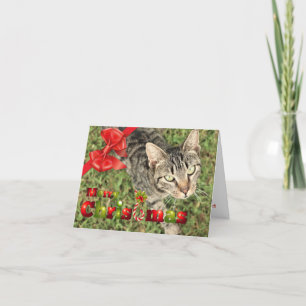 Cartão De Festividades Feliz Natal Meow Meow Meow Folheto de Férias
