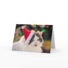 Feliz Natal Para Qualquer Gatinho Fofo de Chapéu d