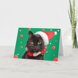 Cartão De Festividades Feliz Natal Para Qualquer Gato Engraçado Em Santa 