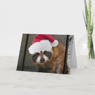Cartão De Festividades Feliz Raccoon Natal