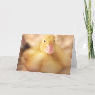 Cartão De Festividades Felpudo Páscoa de Pato Amarelo