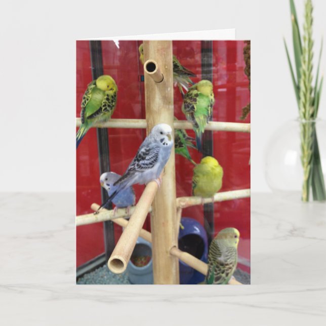 Cartão De Festividades felz pascoa "TWEETING" PARA "VOCÊ" (Frente)