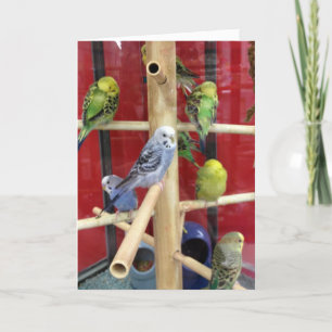 Cartão De Festividades felz pascoa "TWEETING" PARA "VOCÊ"