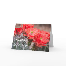 Feriados Felizes Hedgehog Cactus