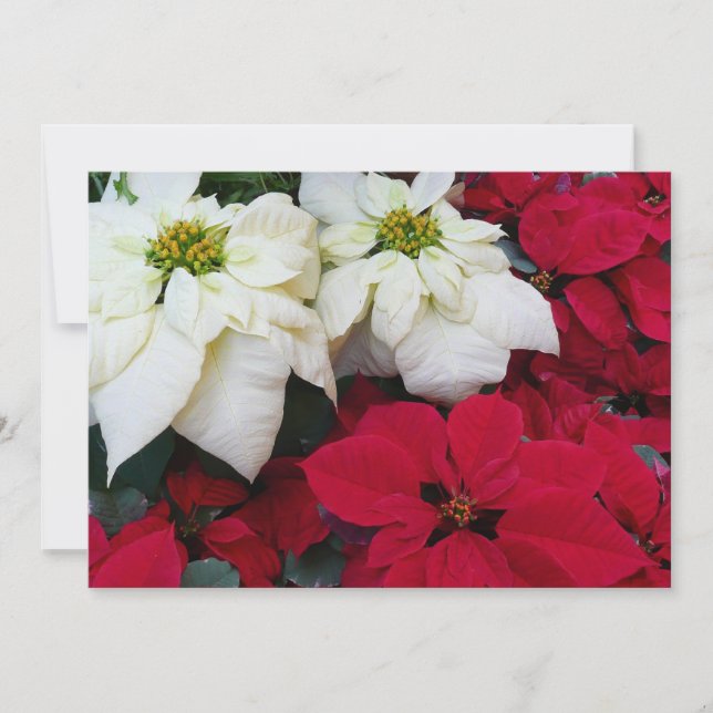 Cartão De Festividades Férias de Natal White e Red Poinsettias II (Frente)