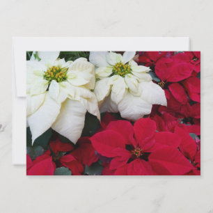 Cartão De Festividades Férias de Natal White e Red Poinsettias II