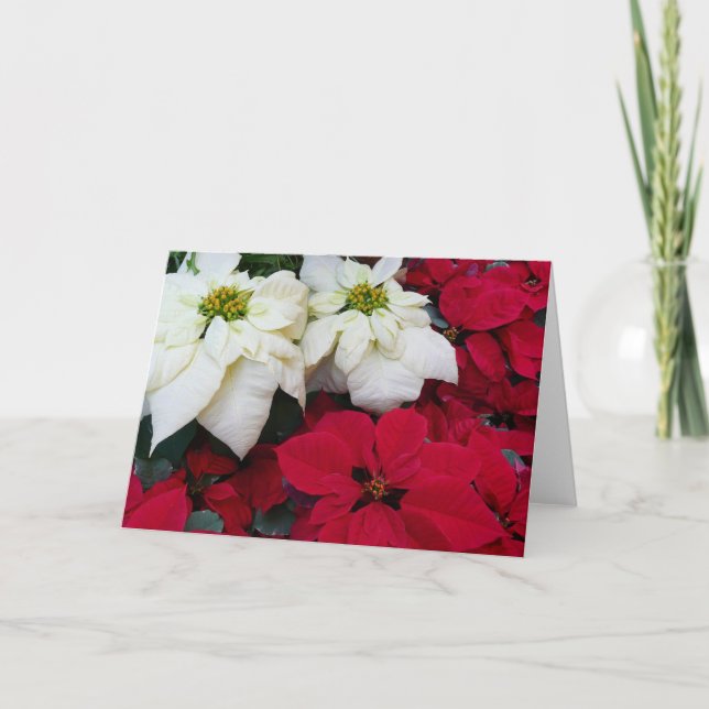 Cartão De Festividades Férias de Natal White e Red Poinsettias II (Frente)